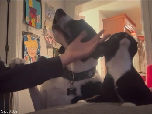 「ご主人様らぶっ！」犬と猫が競うようにナデてもらいたがる（動画）