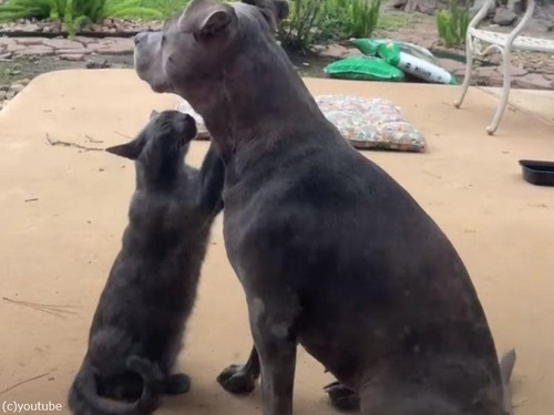 猫が愛する犬の首をマッサージしてあげる