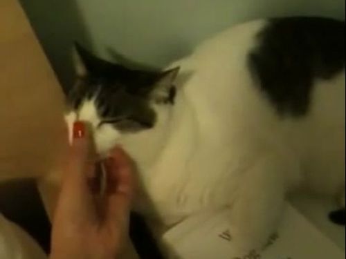 猫のお鼻をタッチすると照明が光る02