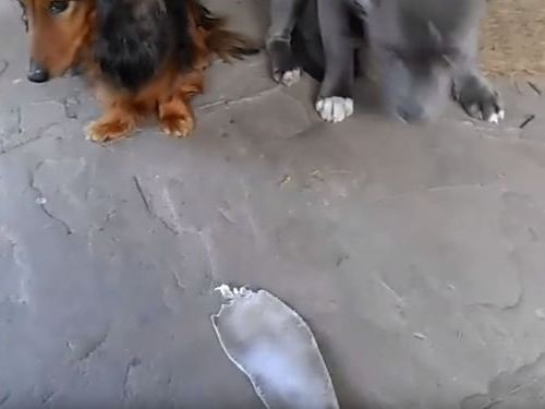 「悪い犬はどっち?」03