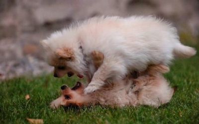 子犬の対決02