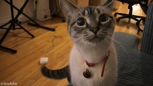 遠吠えを真似する猫さま03