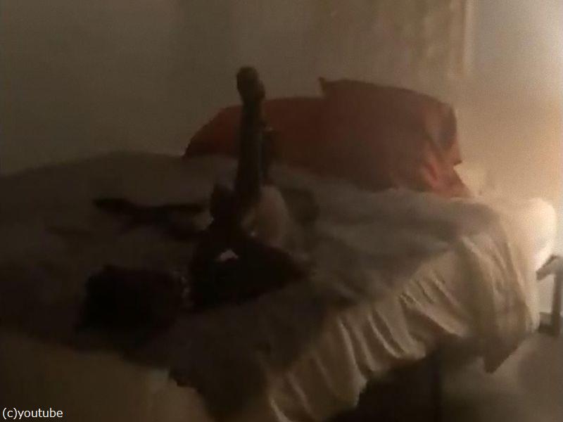 寝室で犬がプレッツェルみたいなポーズで寝てた 動画 らばq