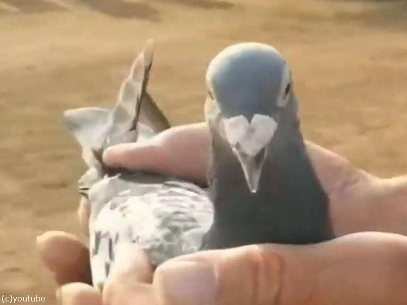 ハト史上最高額 1羽のレース鳩が約2億円で落札される らばq