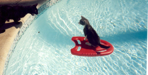 夏を満喫する猫10