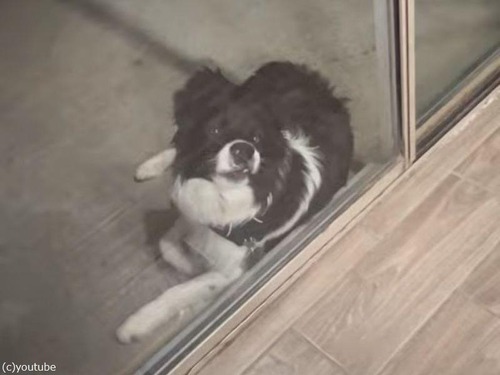「うちの犬が窓際ですごい顔になってた…」