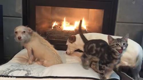 暖炉でくつろぐペットたちに04