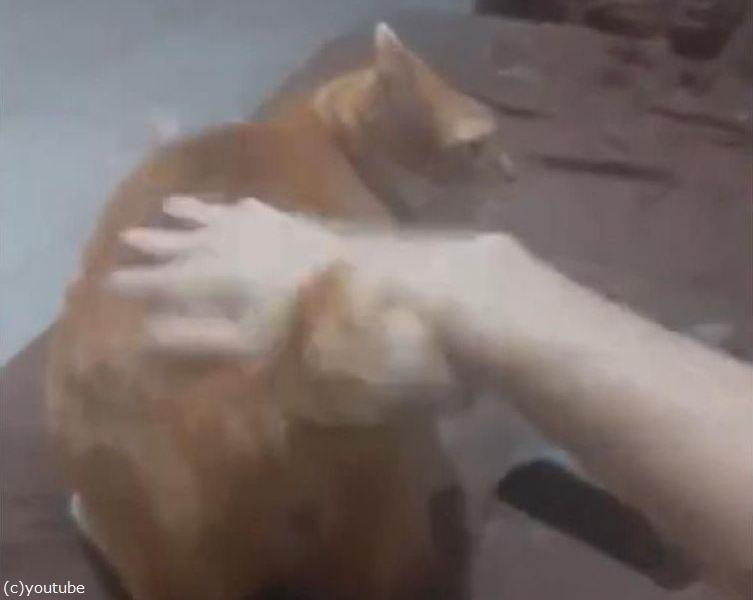 パシーン おしりを強く叩かないと満足してくれない猫 動画 らばq パシーン おしりを強く叩かないと満足してくれない猫 動画 らばq