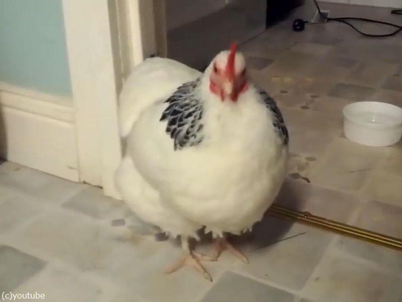ニワトリのくしゃみってこんな声なんだ 動画 らばq