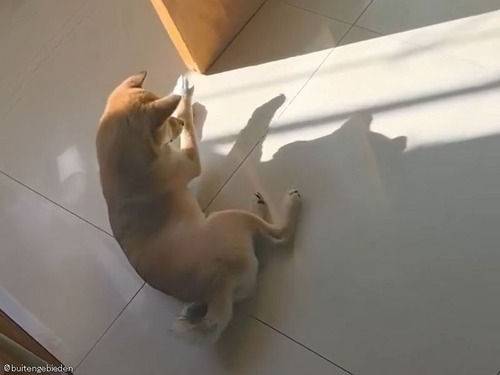 犬「こいつ…動くぞ!」自分の影を操れることに気づいてしまう