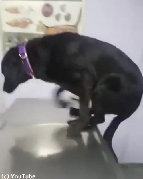 ʪʬ���꤬�ɤ������󥳤˽ð夵���˥å���02