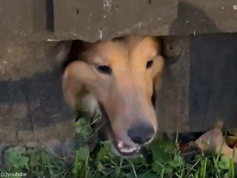 犬2匹がケンカになりそう 3匹目が強引に止める 動画 らばq