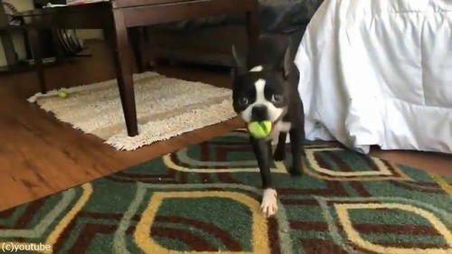 ��ư�ܡ����ꤲ�ޥ��󤬳ڤ����ƻ������ʤ����04