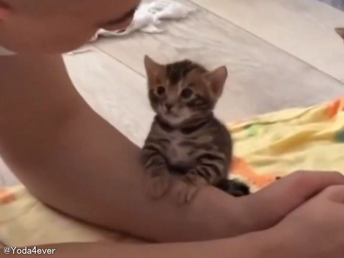 子猫と目が合って「ズキューン」と胸を撃ち抜かれてしまう男性