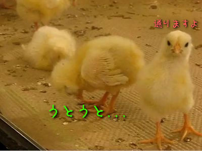立って寝るヒヨコ