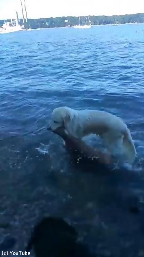 犬が小鹿を救出02