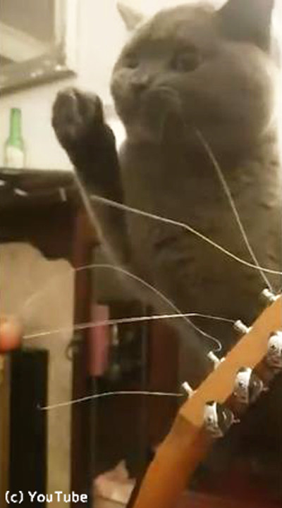 ギターの弦が気になる猫03