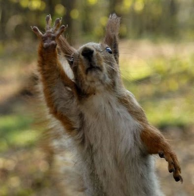 ハイタッチ動物10