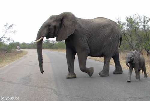 赤ちゃんゾウを守る母親ゾウ03