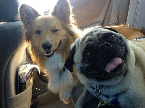 うれしそうな犬たち11