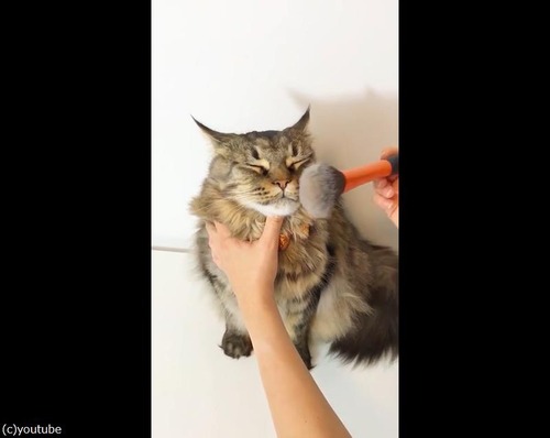 �֥饷�˥��åȥ�Ĥ�ǭ����02