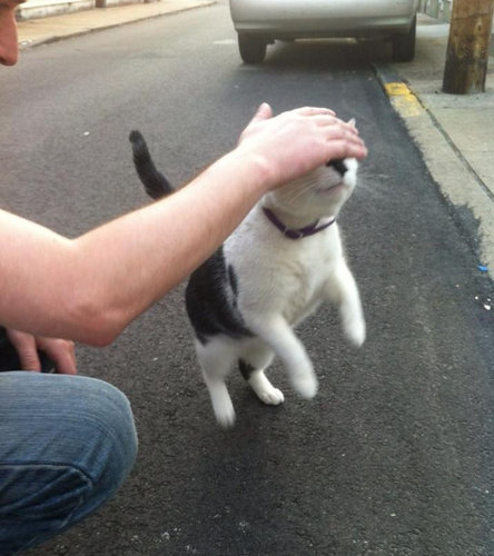 猫のハイタッチ13