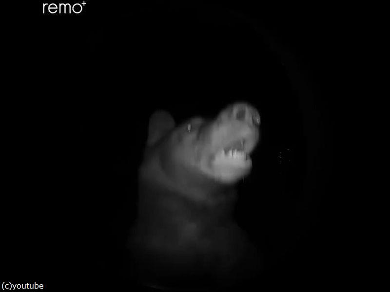 夜中にピンポンが鳴ったら 訪問者はクマだった 動画 らばq 夜中にピンポンが鳴ったら 訪問者はクマだった 動画 らばq