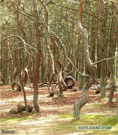 ロシアの踊る森07