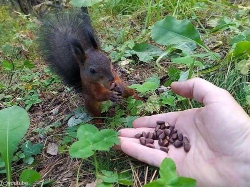 �ꥹ���ե꡼��02