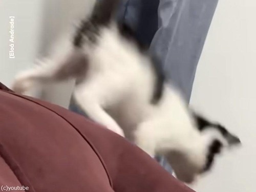 魔法のように色が変わる子猫…どうなってるの!?（動画）