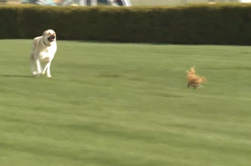 競馬場にチーター04