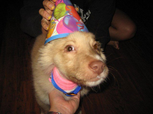 子犬を拾った14