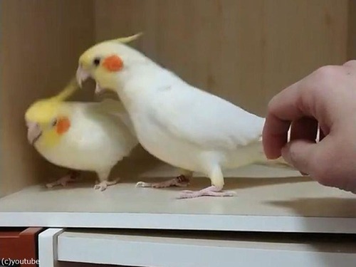 ナデてほしいオカメインコ05