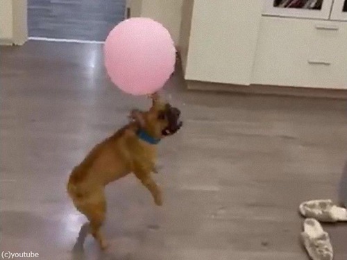 風船にジャンプ 犬が自分でエクササイズしてくれるシステム 動画 マピオンニュース