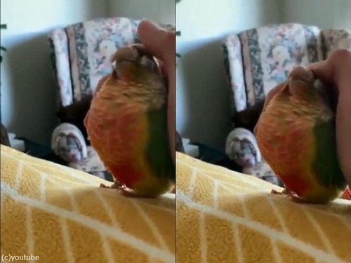 ���󥳤˲������02