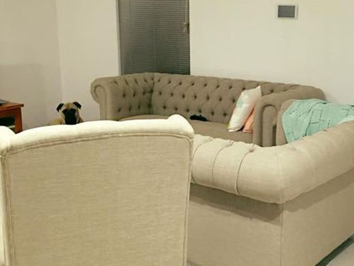 遠くからこっそり見る犬10