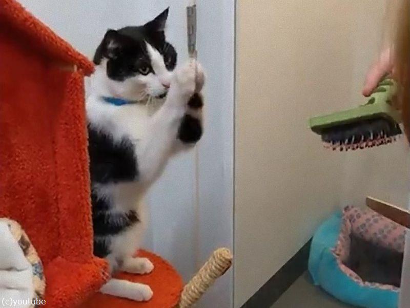 ブラッシングが好きな猫 両手を合わせてお願いのポーズ 動画 らばq ブラッシングが好きな猫 両手を合わせてお願いのポーズ 動画 らばq