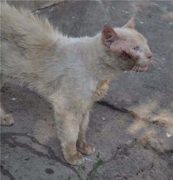 こんなに変わるとは 拾われて綺麗サッパリした捨て猫たちの写真いろいろ らばq