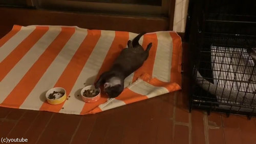 野生を失ったカワウソ05