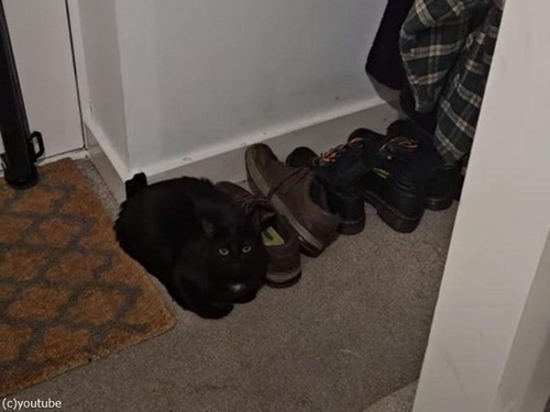 玄関に靴だけ並んであると思ったら…よく見ると猫がいる！（動画）