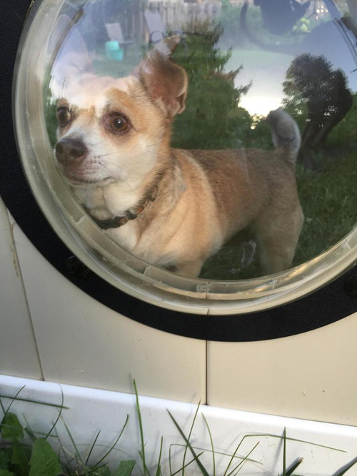 犬のためにフェンスに小窓05