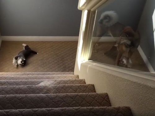 ハスキーの子犬と階段07