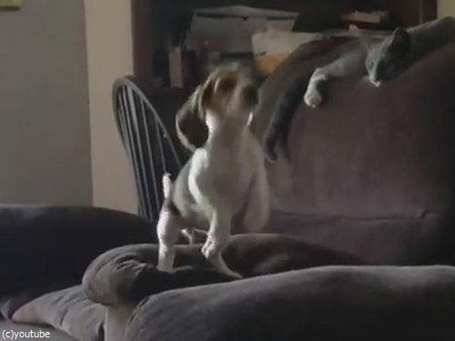 隣のソファーに飛び移ろうとする犬02