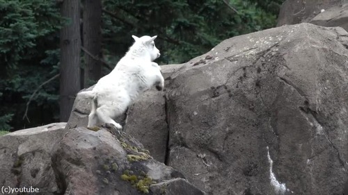 ���Ф�������򤹤�䥮�λҤɤ�03