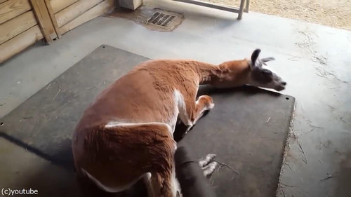 リャマとリーフブロワー03