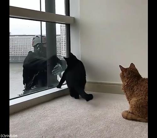 猫と窓掃除人が出会ったら05