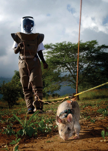 地雷の掃除のための道具02