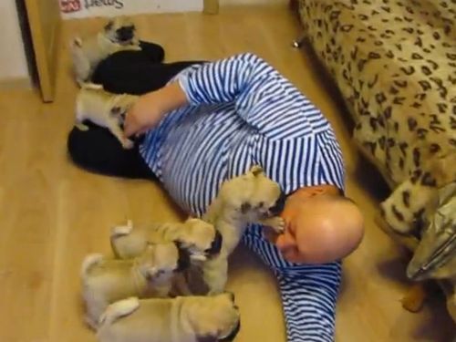 小犬6匹とお父さん01