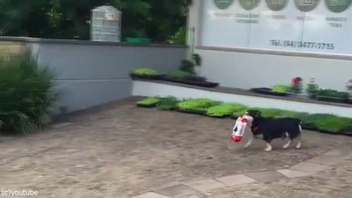 毎日お買いものにやって来る犬01