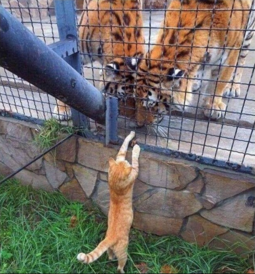 猫「人類を支配するのを手伝ってくれ…」01